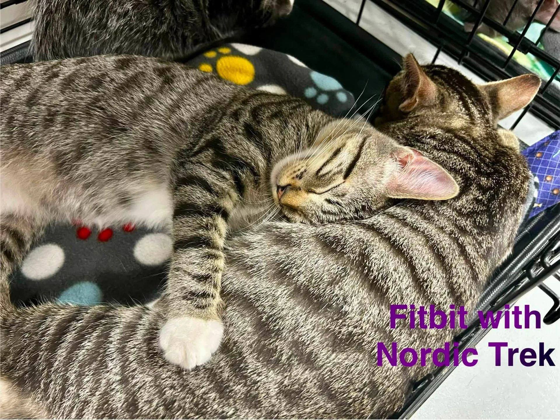 Fitbit
