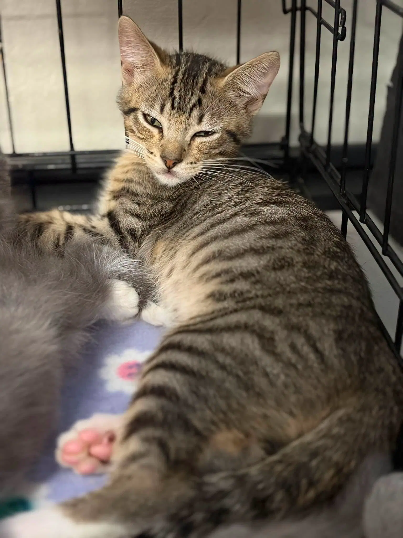 Smokey - Tabby