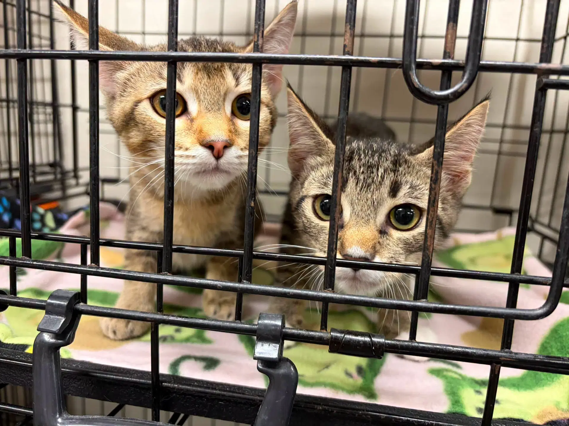 Princess Donut And Carl - Abyssinian
