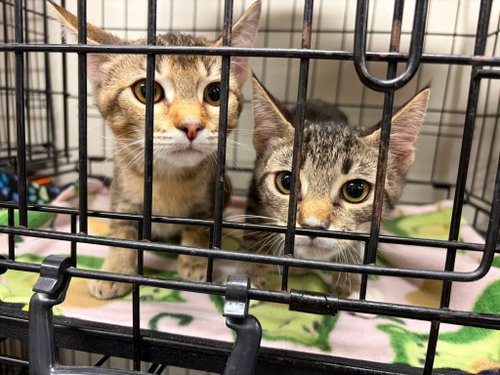 Princess Donut and Carl, a cat for adoption from Community Concern for Cats