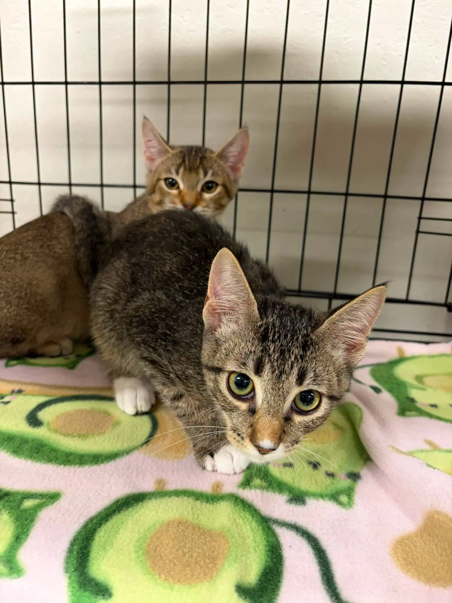 Carl And Princess Donut - Tabby