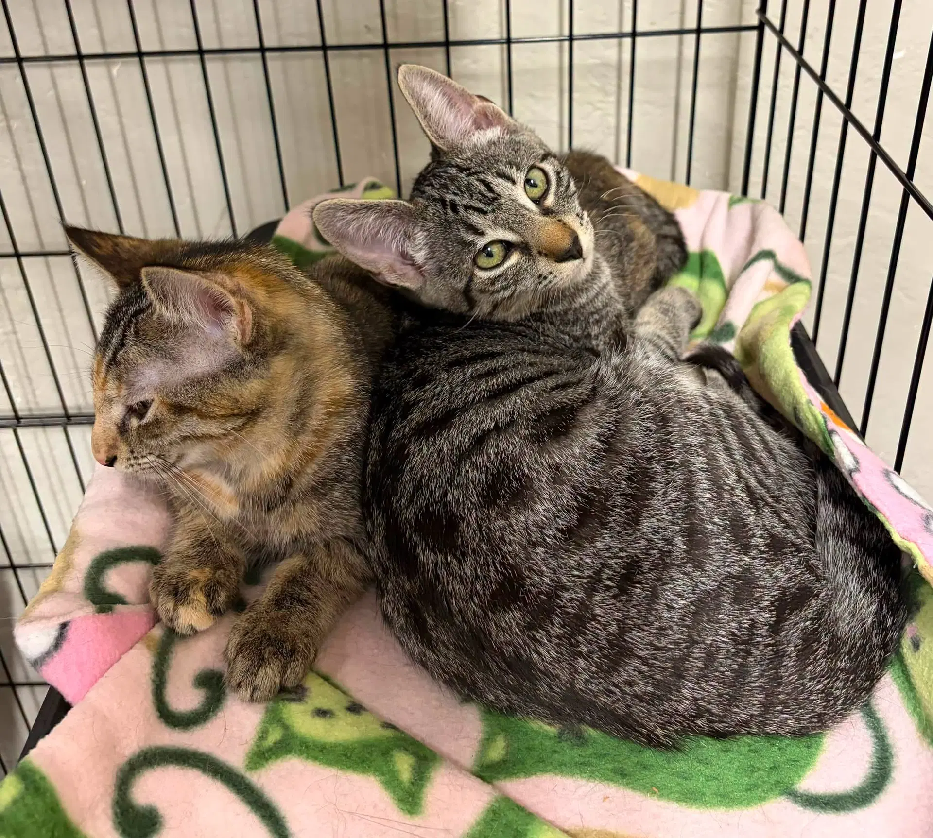 Tip - Tabby