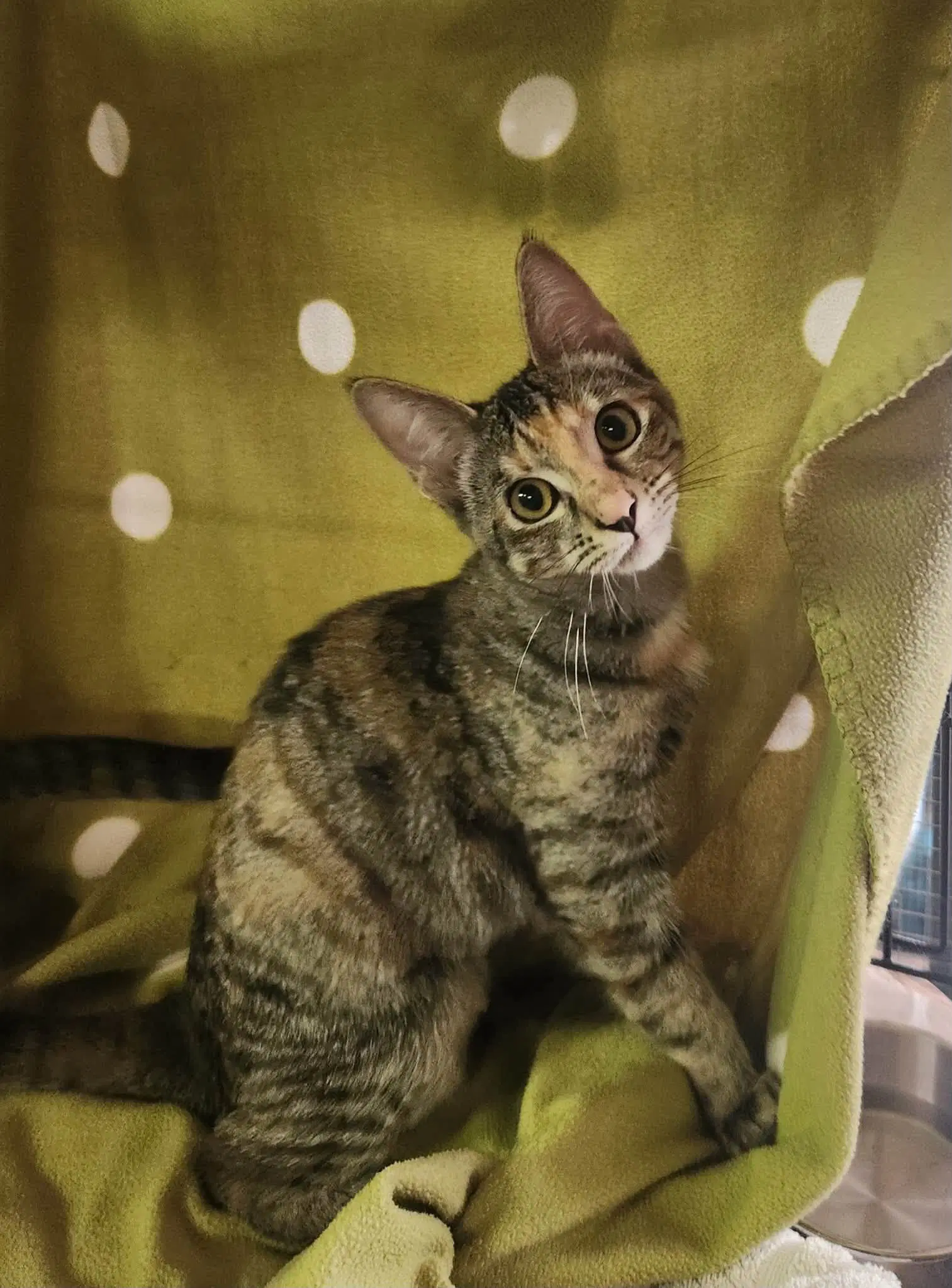 Squirrel - Torbie