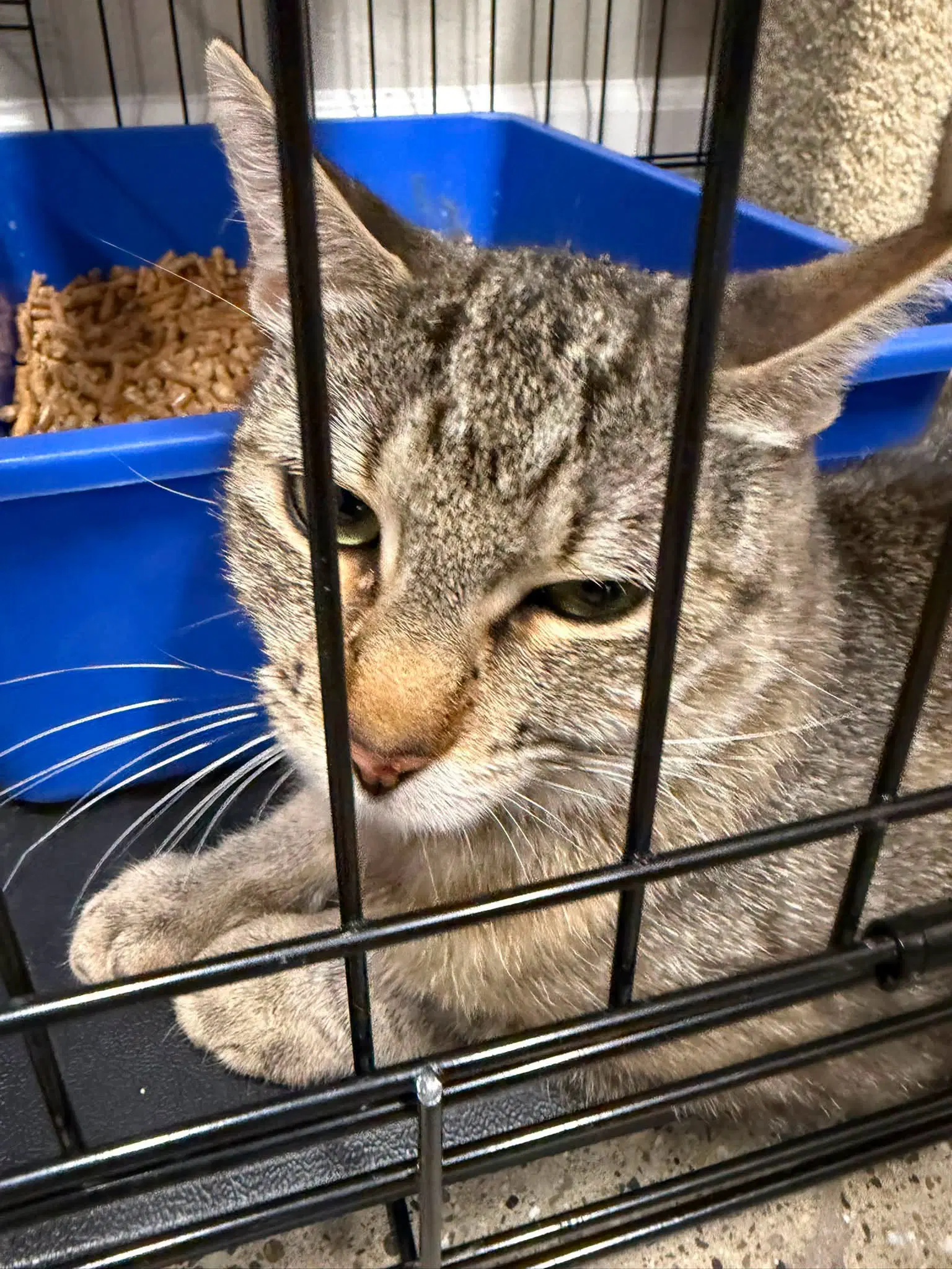 Natalie - Tabby