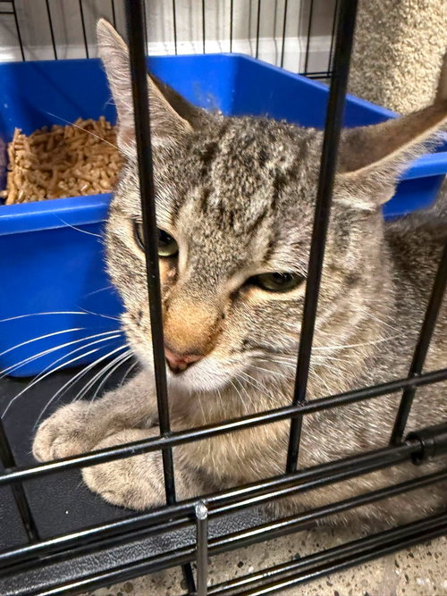 Natalie, a cat for adoption from Community Concern for Cats
