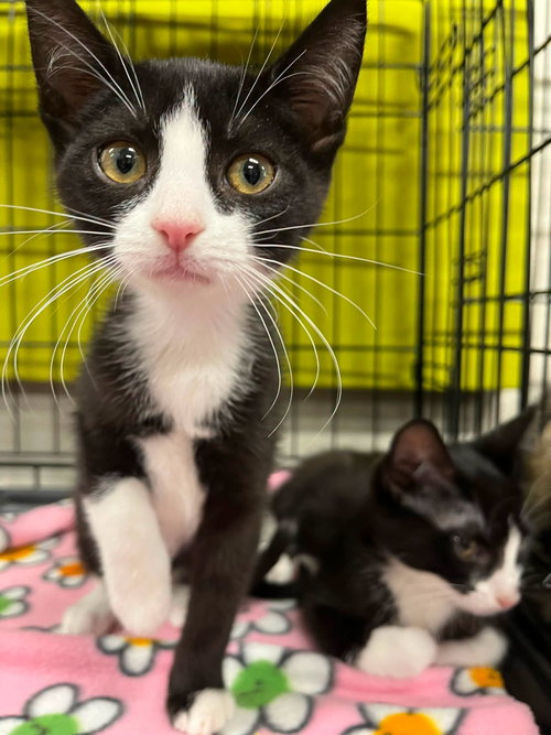 Ducky and Petrie, a cat for adoption from Community Concern for Cats