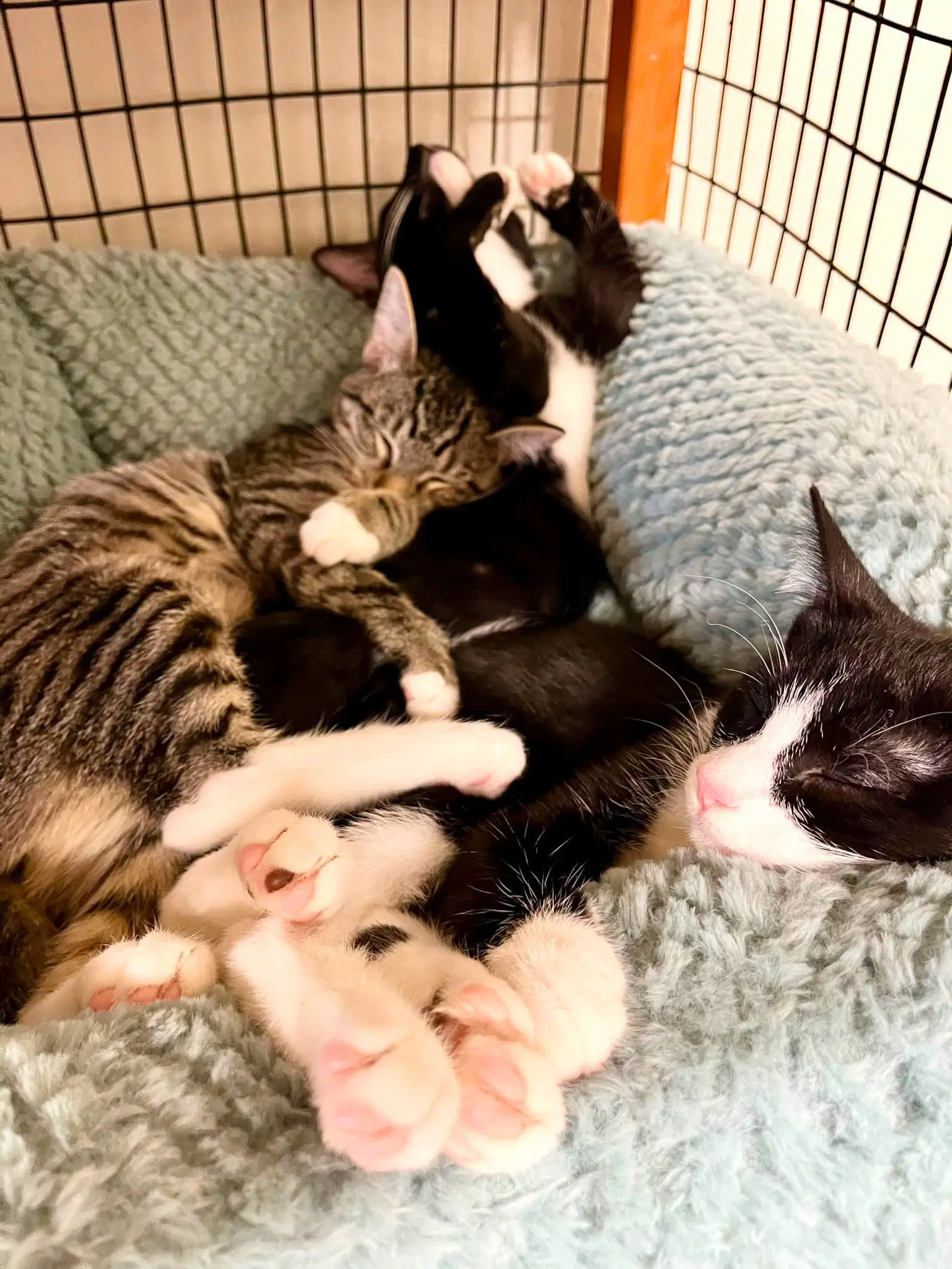 Pepper - Tabby