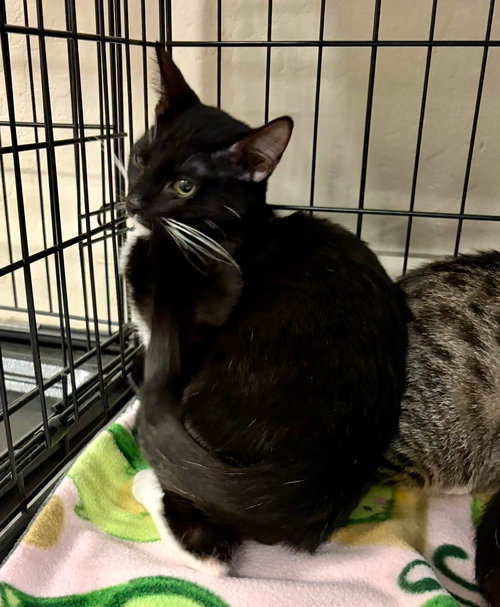 Basil, a cat for adoption from Community Concern for Cats