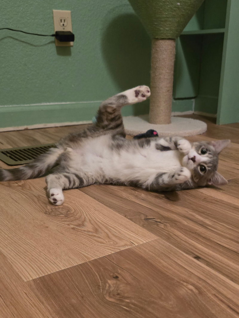 Xena, photo 3