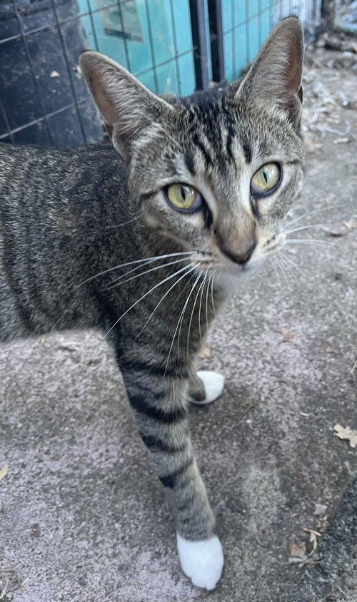 Wendy, a cat for adoption from Community Concern for Cats