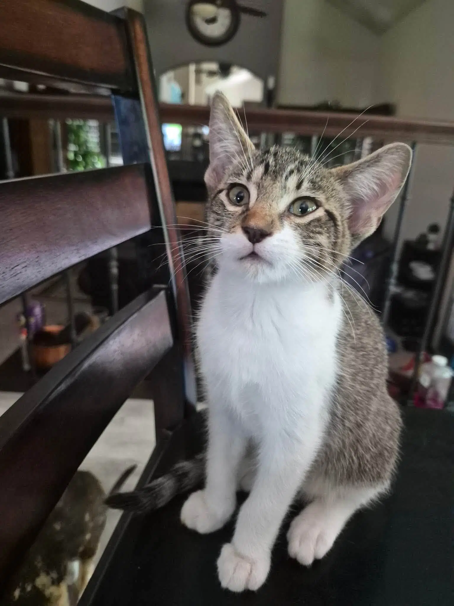 Gizmo - Tabby