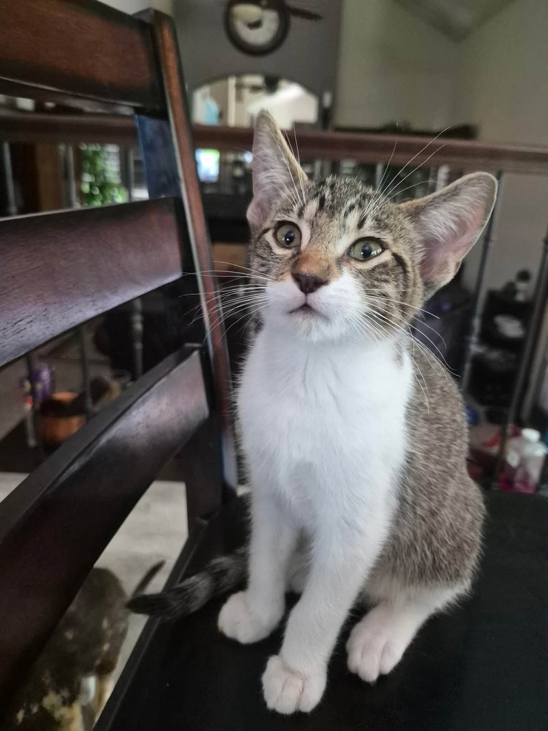 Gizmo, a male Tabby kitten up for adoption
