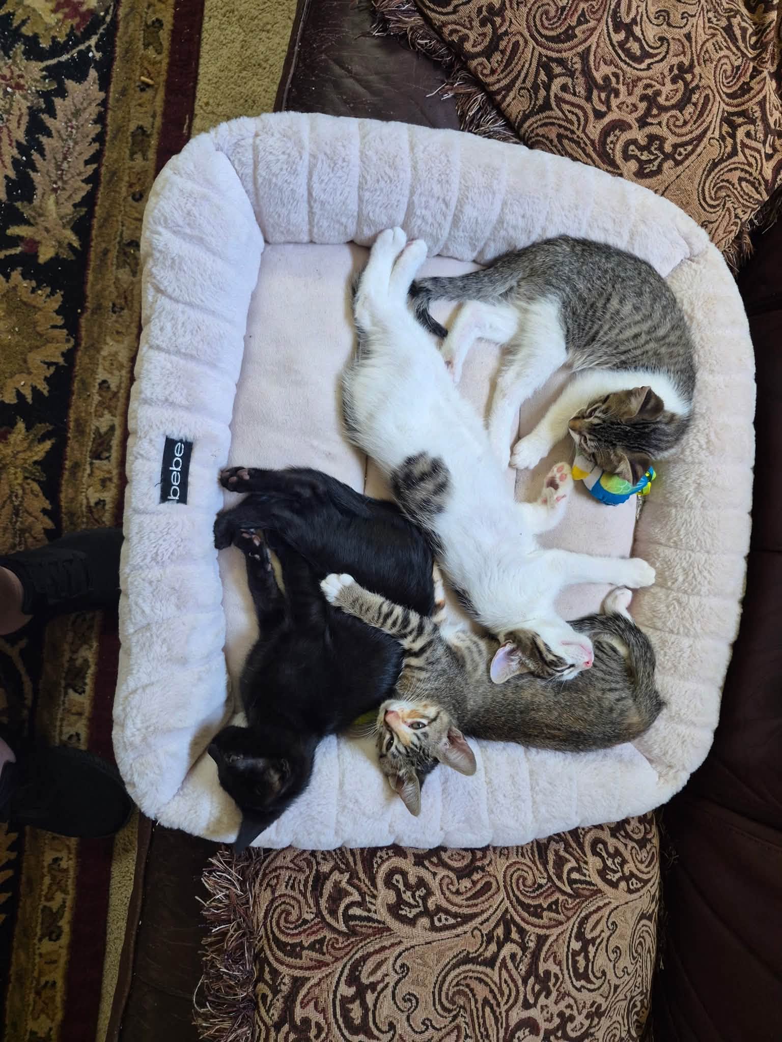 Gizmo image 3