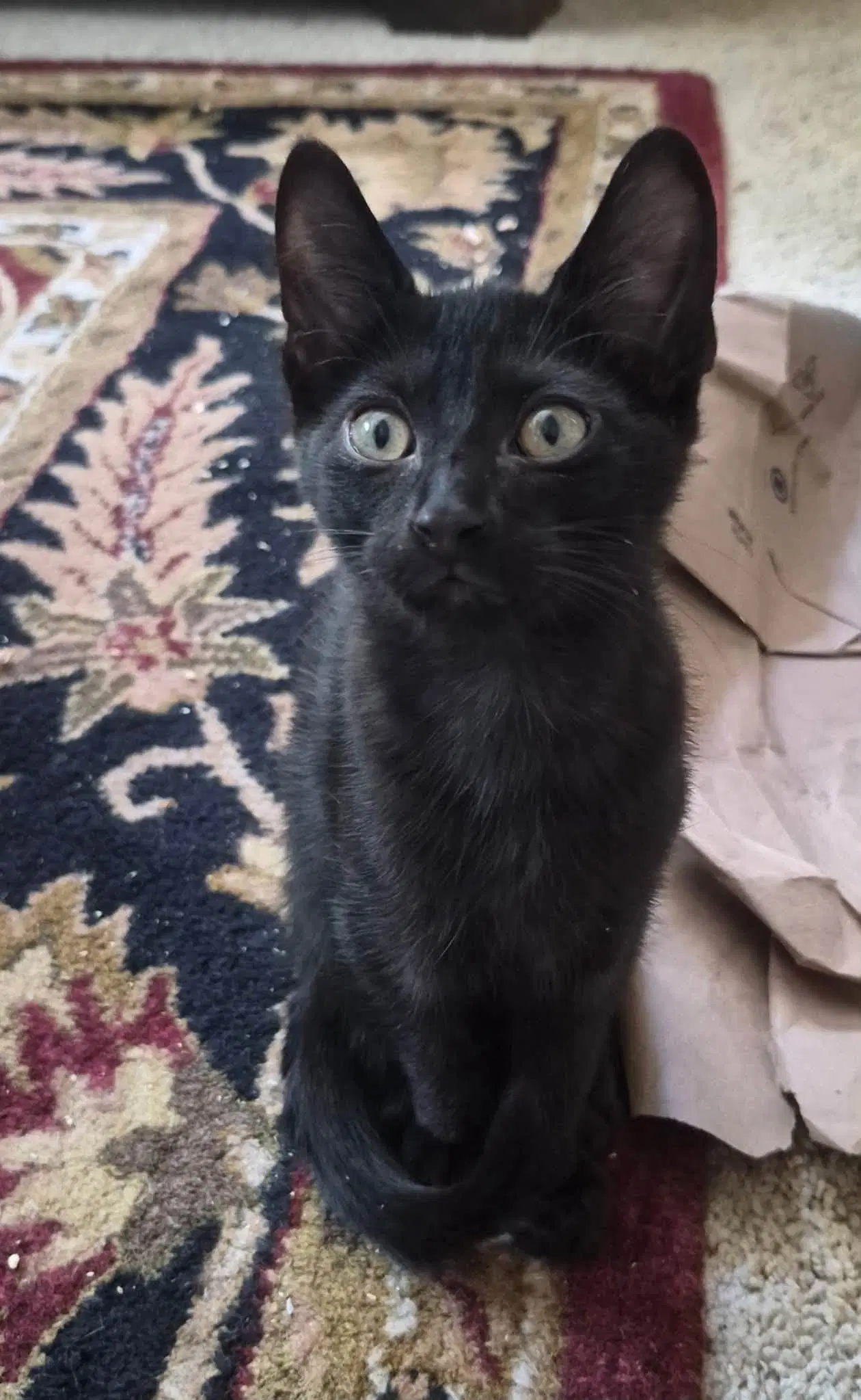 Cleo image 2
