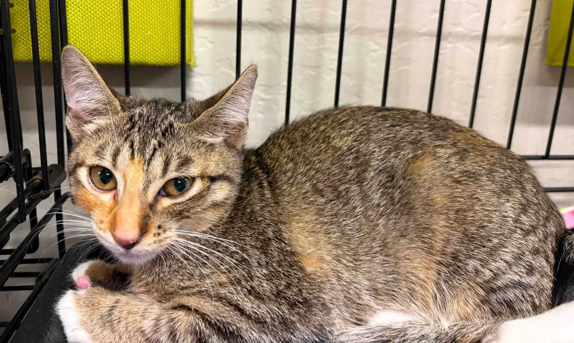 Sasha - Tabby