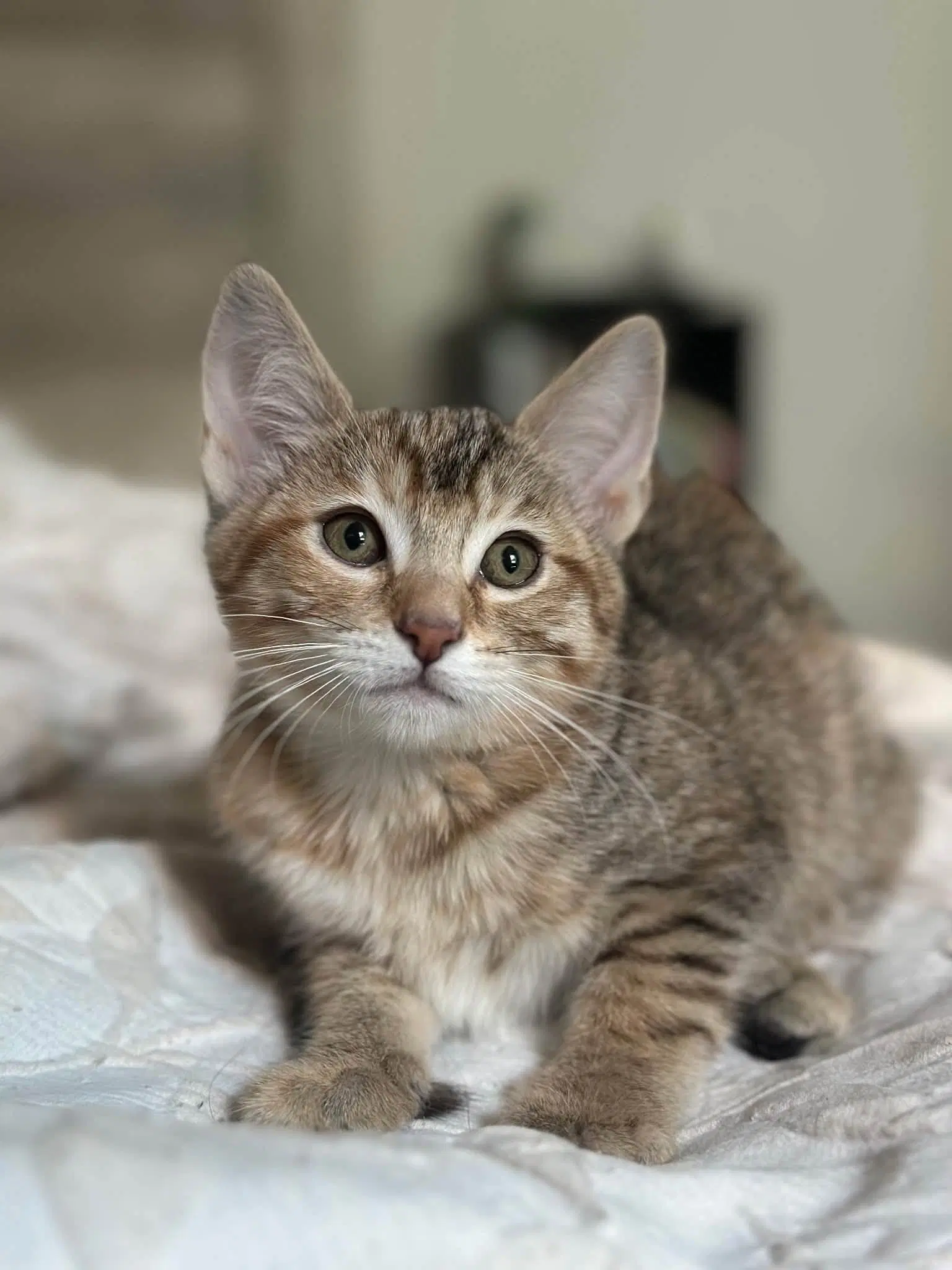 Mila - Tabby