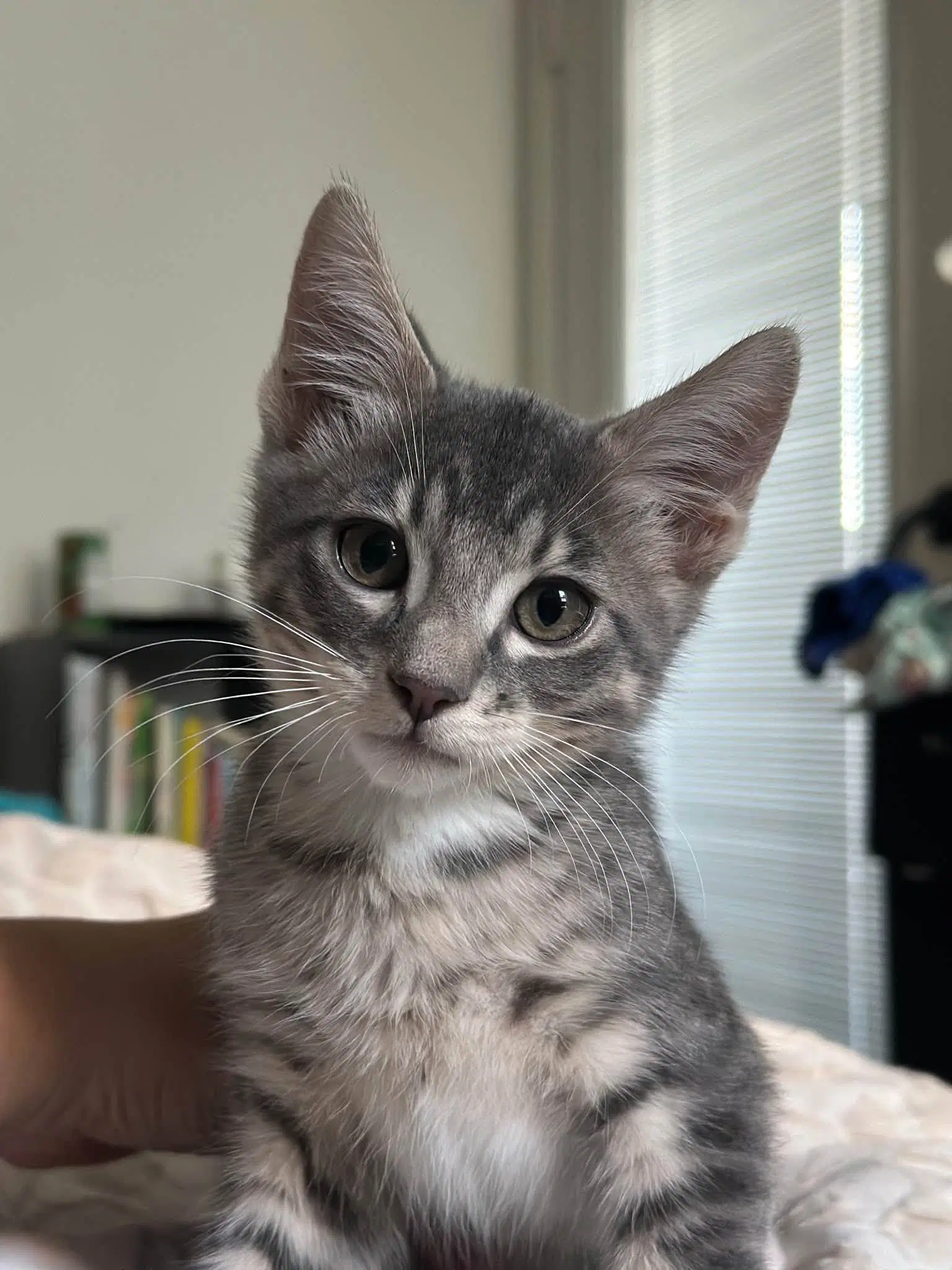 Henry - Tabby