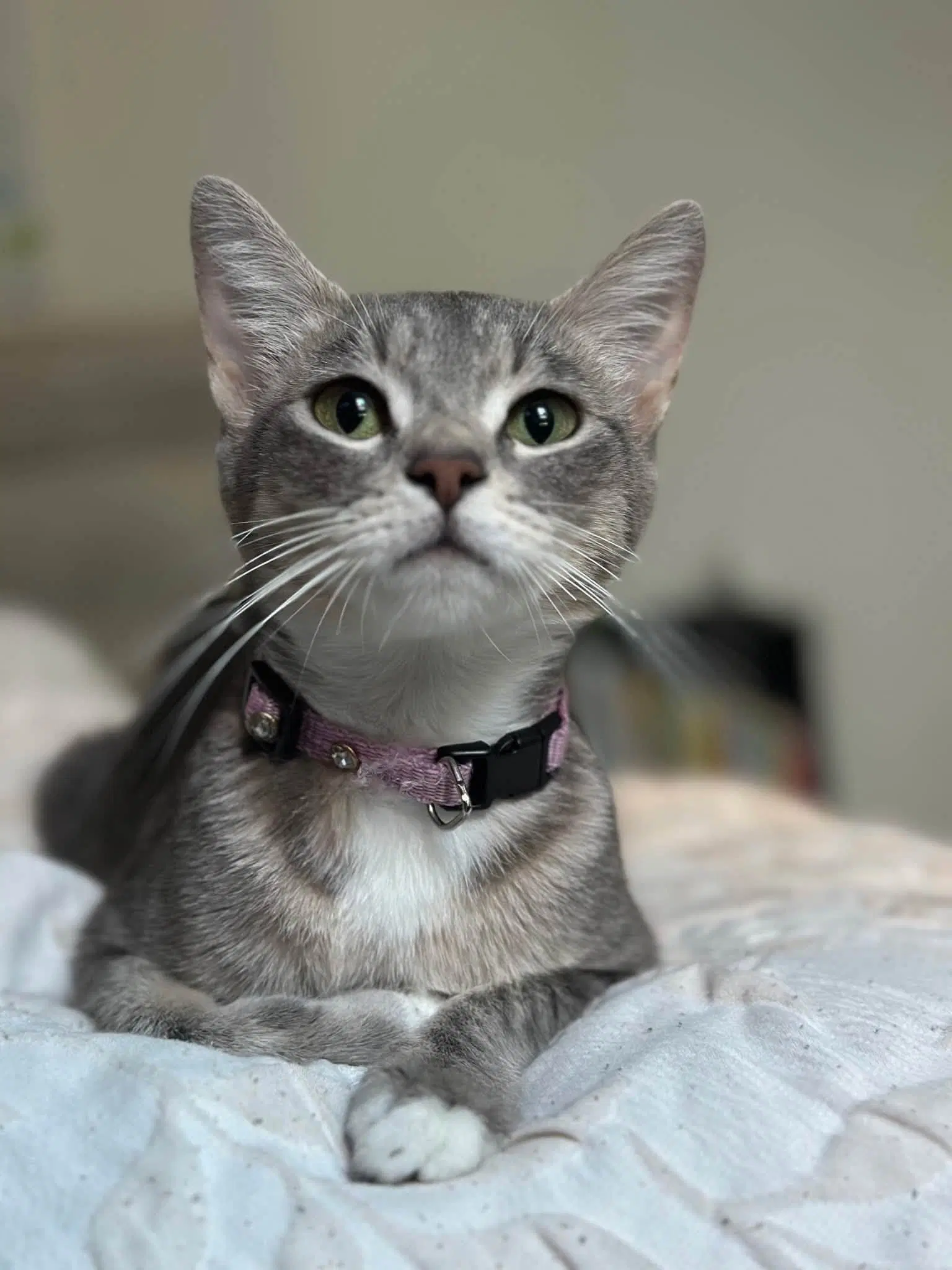 Ember - Tabby