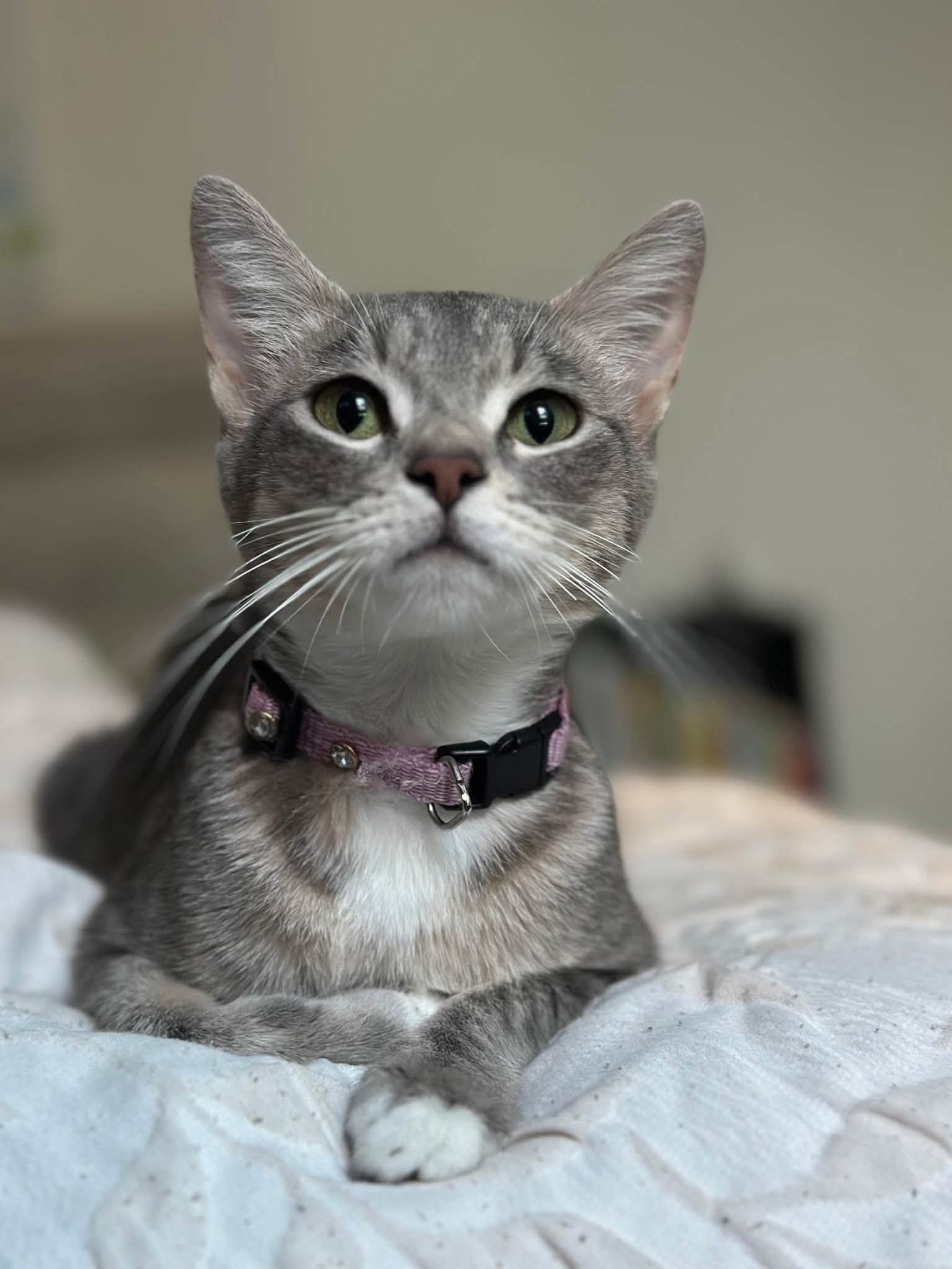 Ember