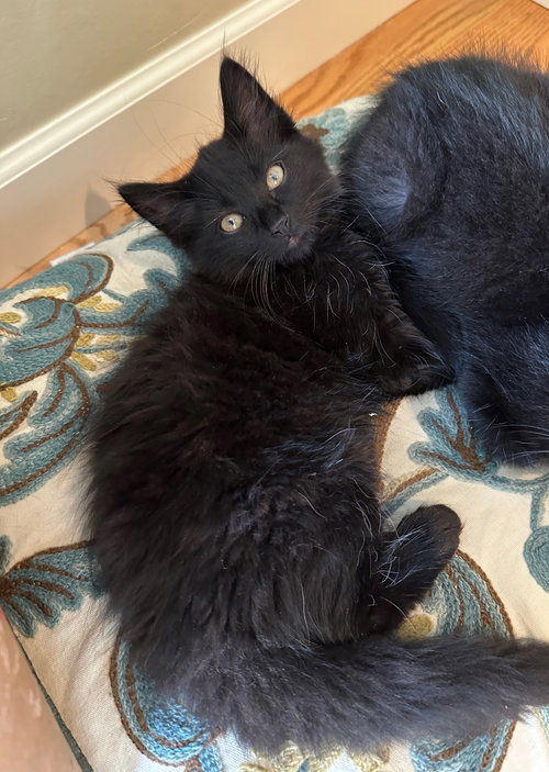 Puff & Tin Tin, a cat for adoption from Community Concern for Cats