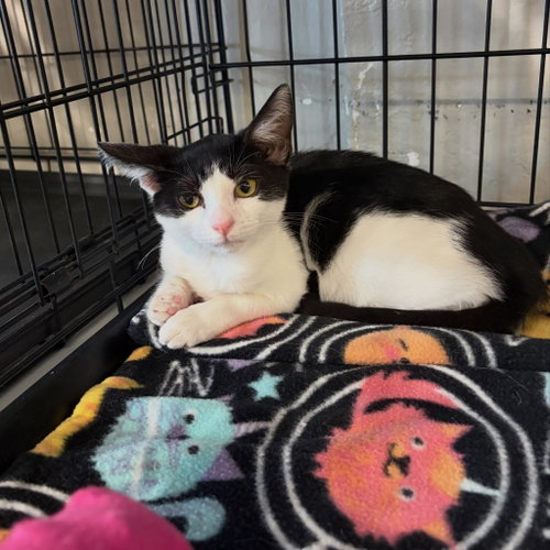 Misty, a cat for adoption from Community Concern for Cats