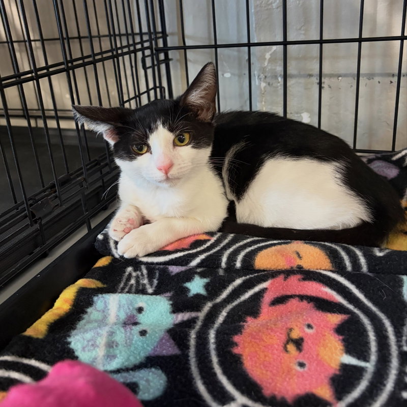 Misty, a female kitten up for adoption