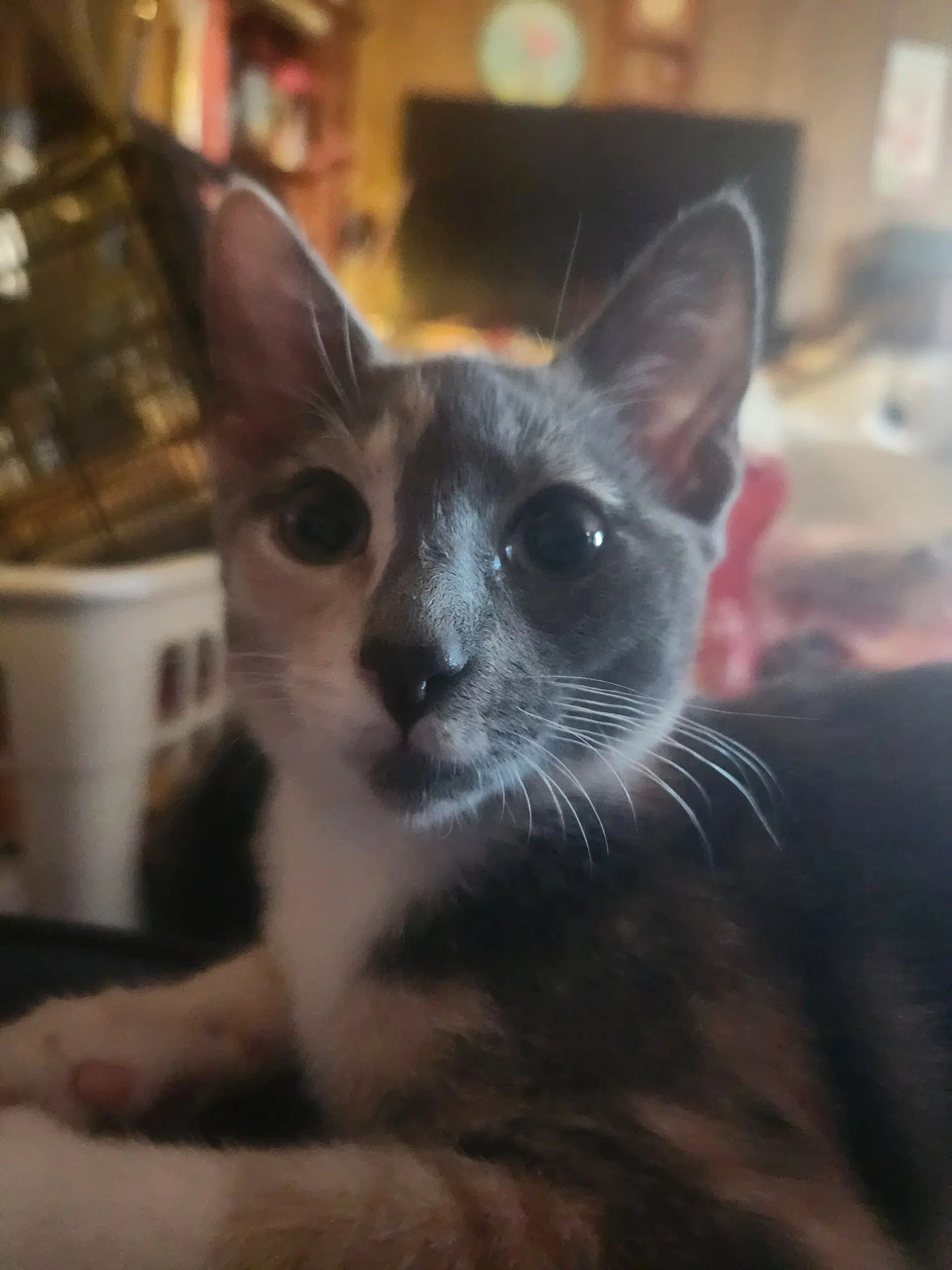 Prissy - Calico