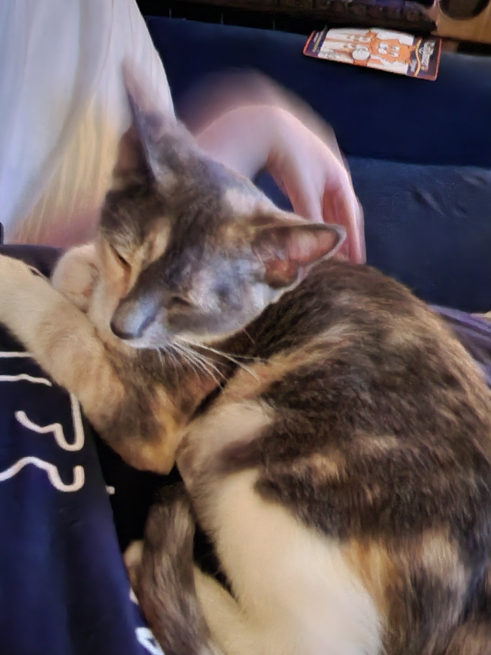 Prissy, photo 3