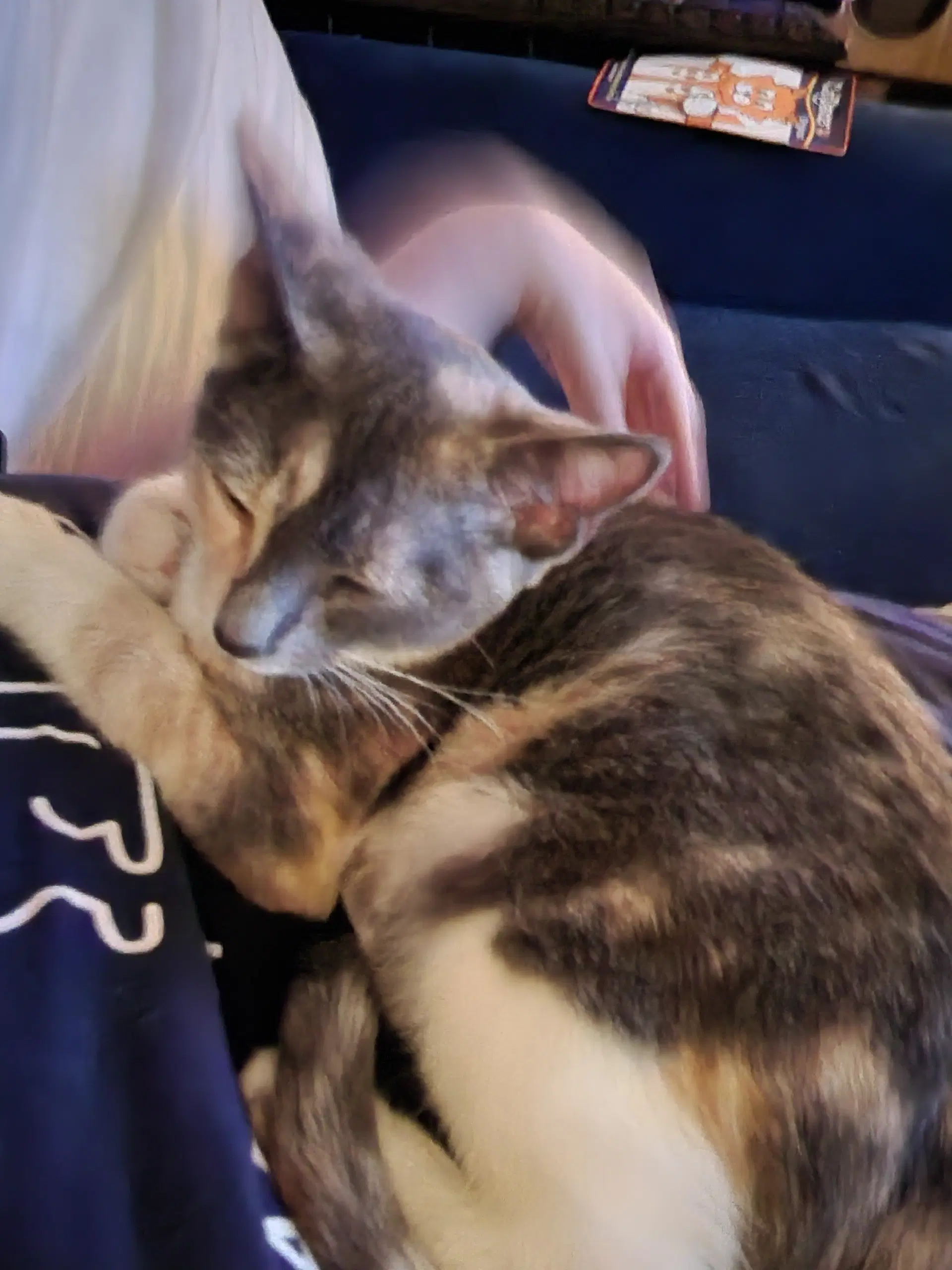 Prissy image 3