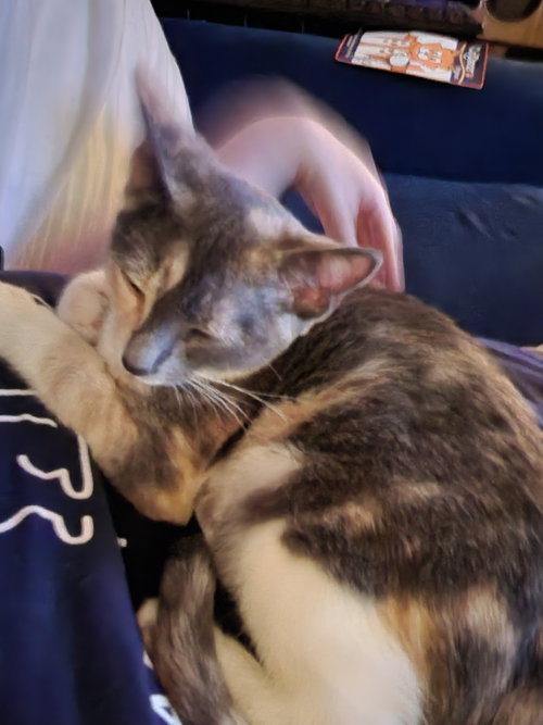 Photo 3 of Prissy