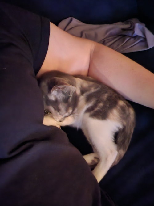Photo 5 of Prissy