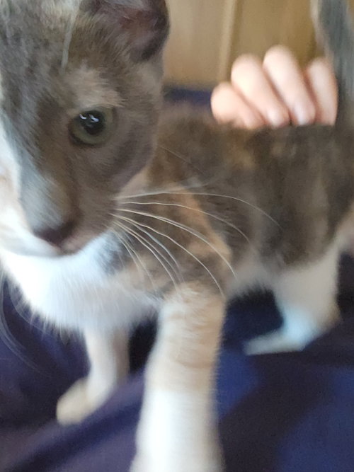 Photo 6 of Prissy