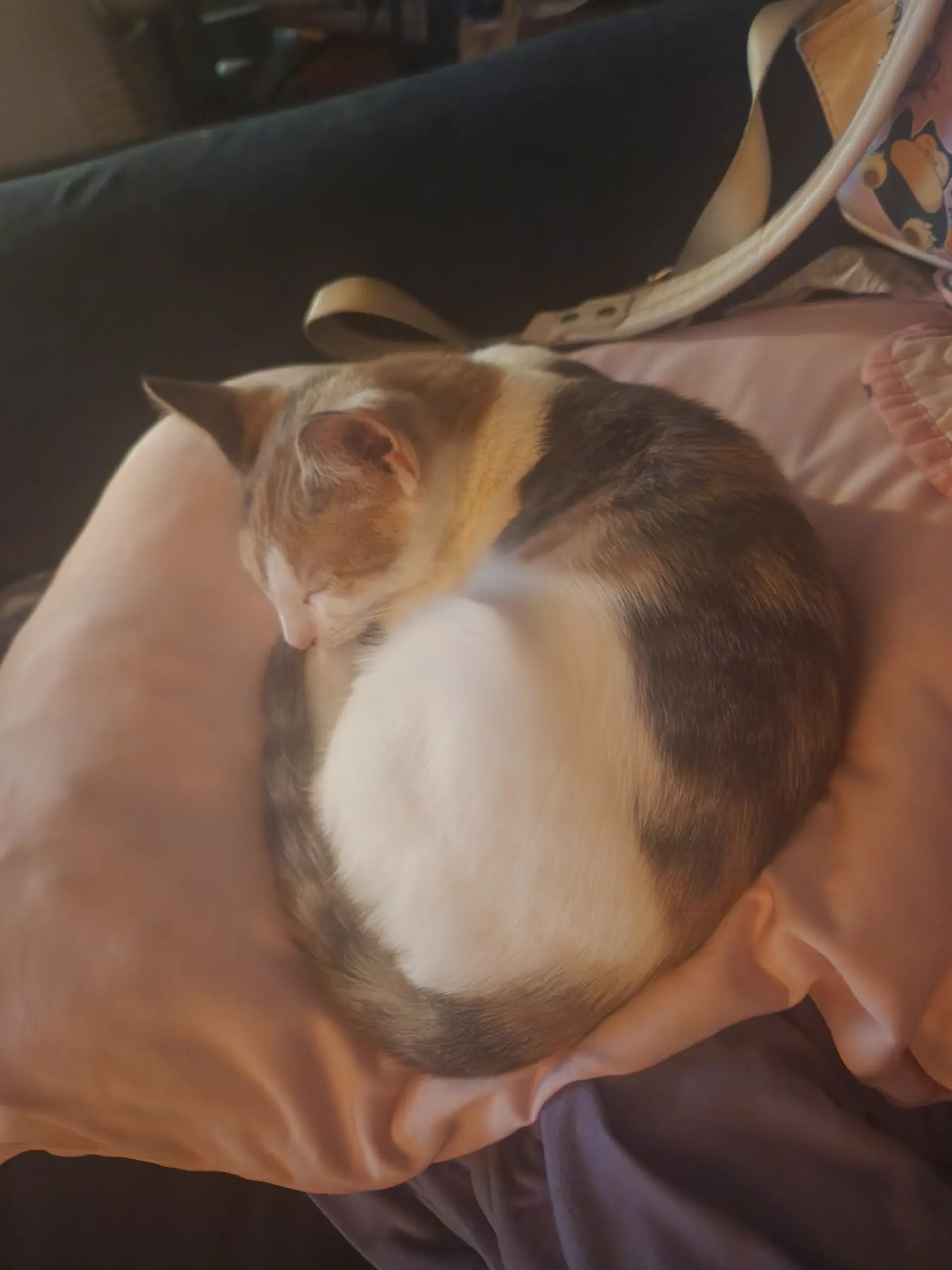 Marshmallow image 3