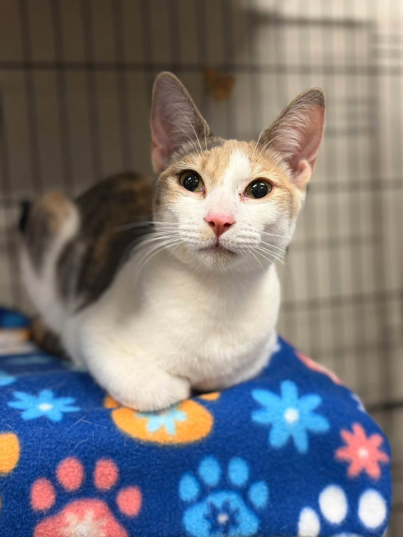 Marshmallow, a female Calico kitten up for adoption