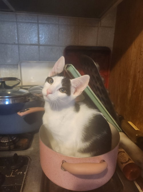 Driver, a cat for adoption from Community Concern for Cats