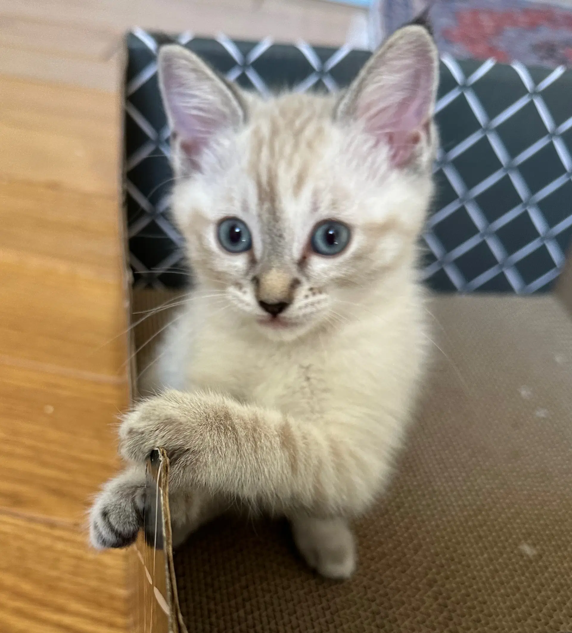 Cora - Siamese
