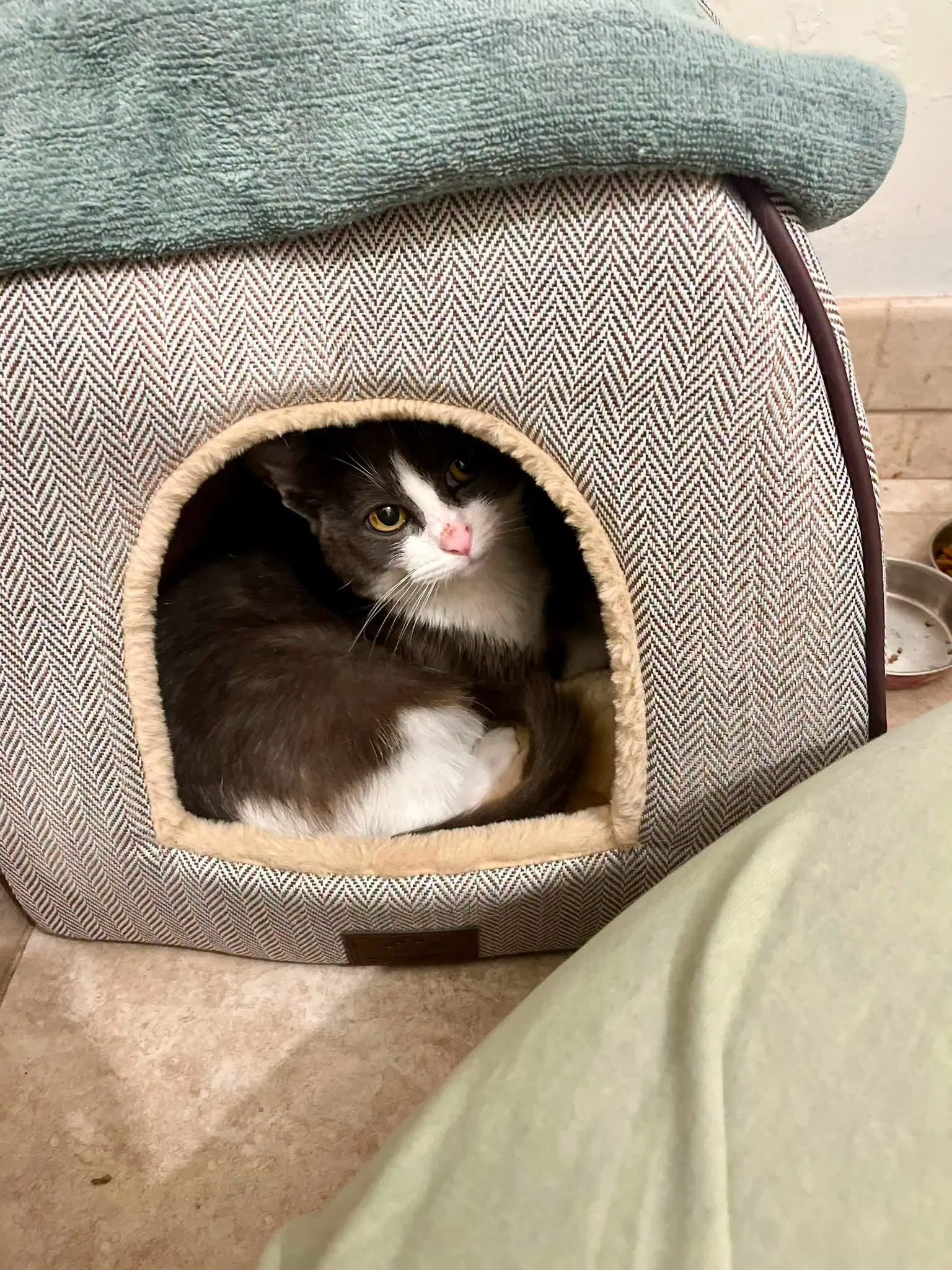 Gremlin - Tuxedo
