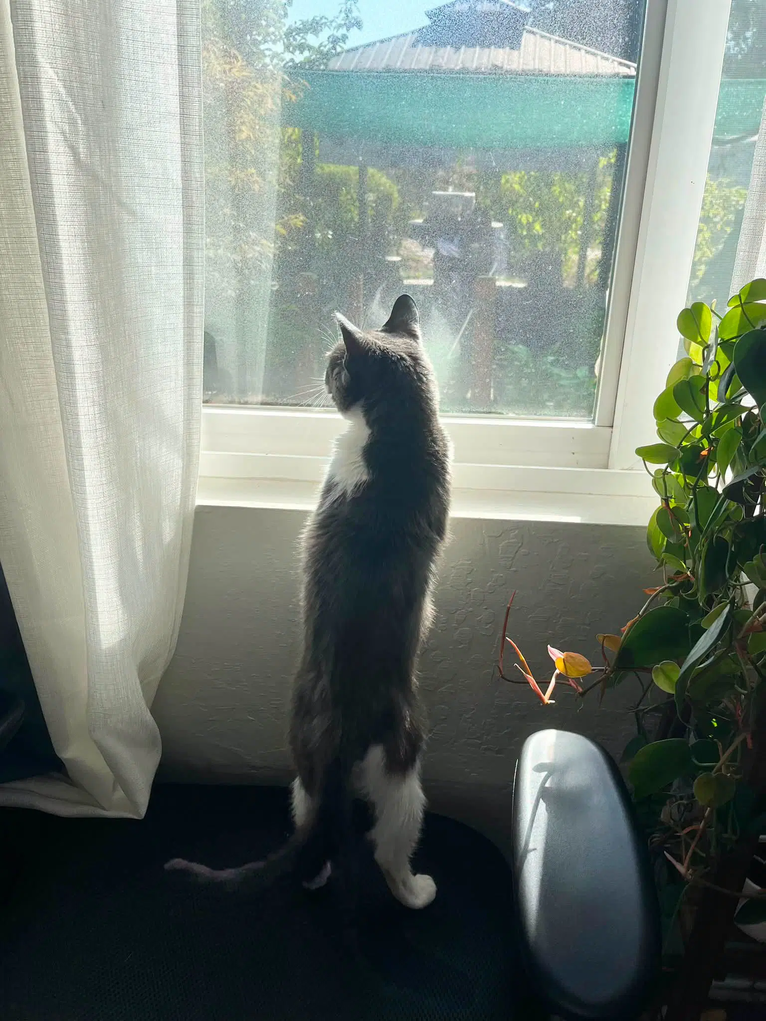 Gremlin image 3