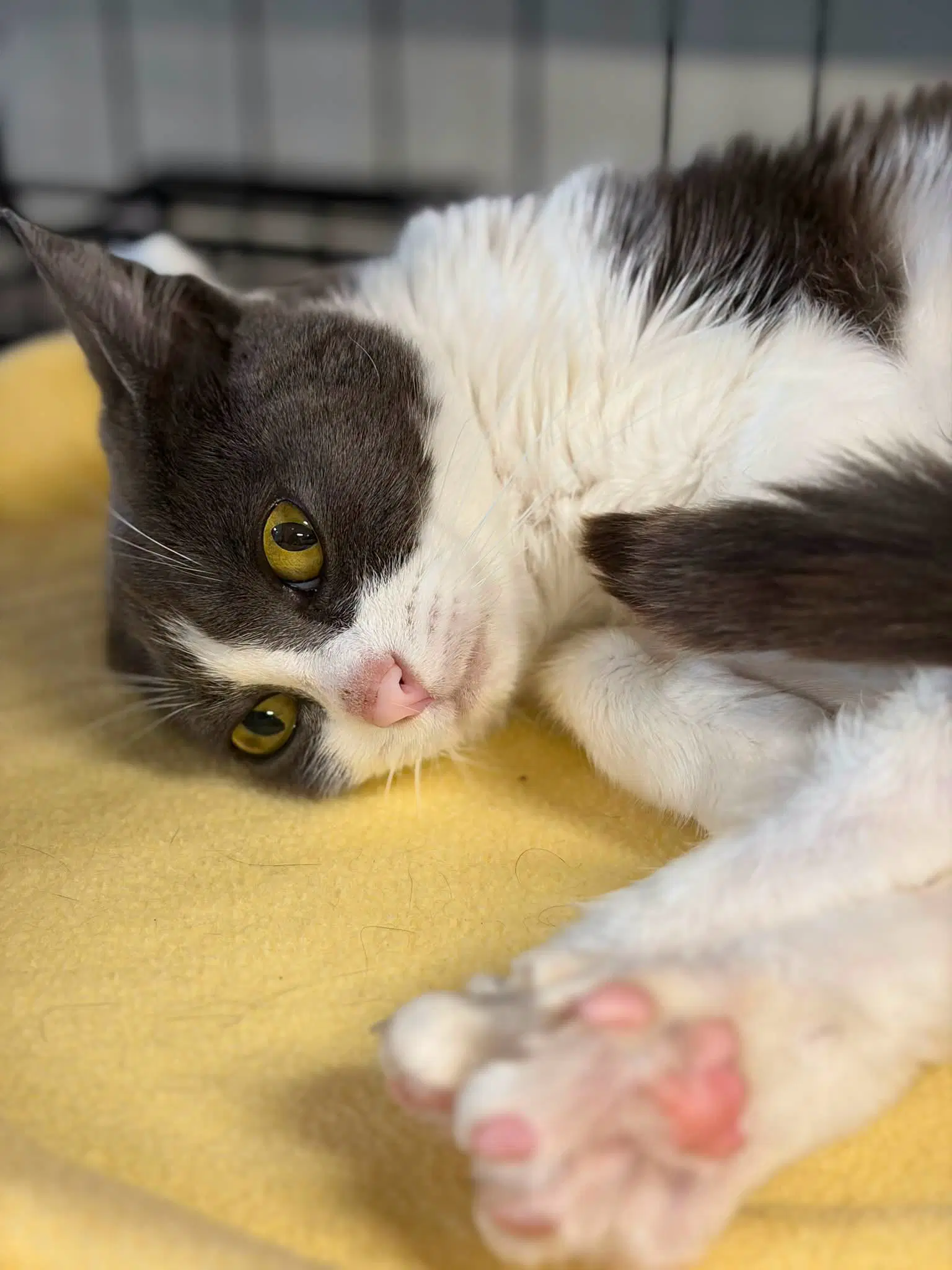 Gremlin - Tuxedo