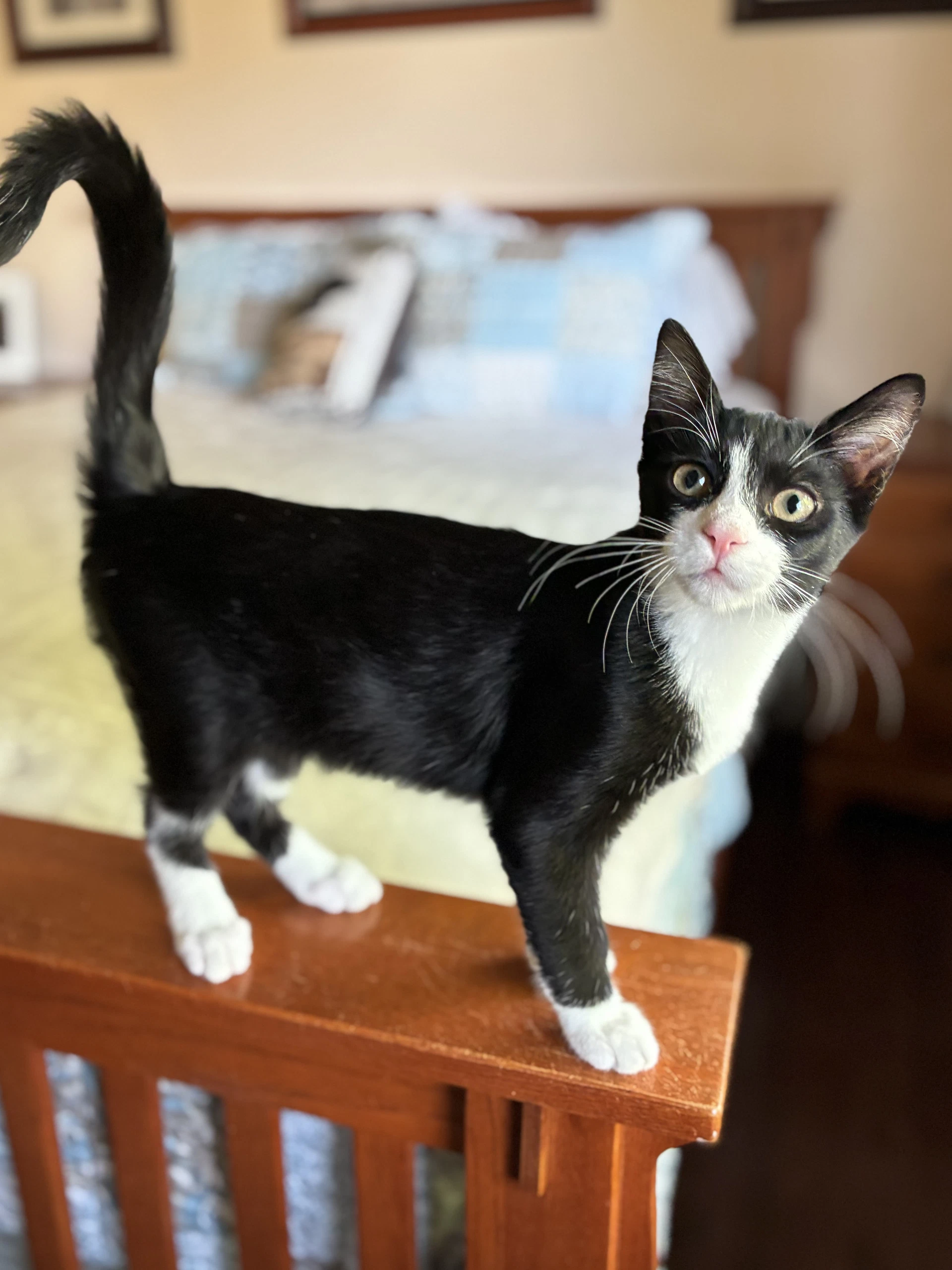 Jackson Tuxboy