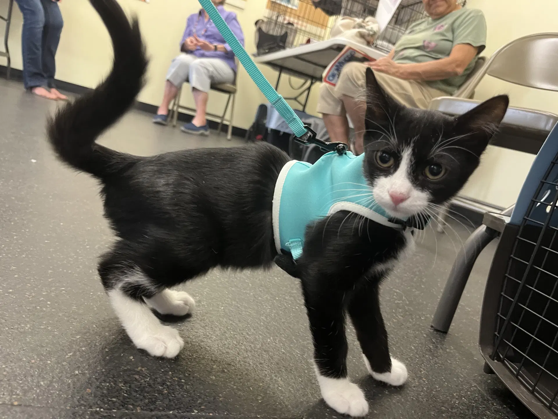 Jackson Tuxboy image 2