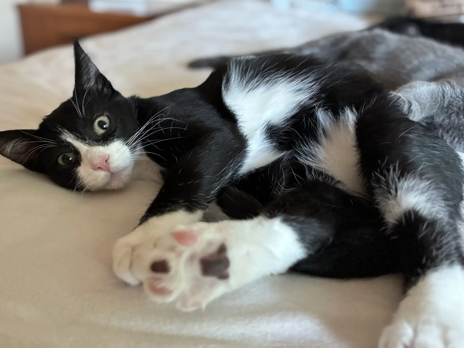 Jackson Tuxboy image 3