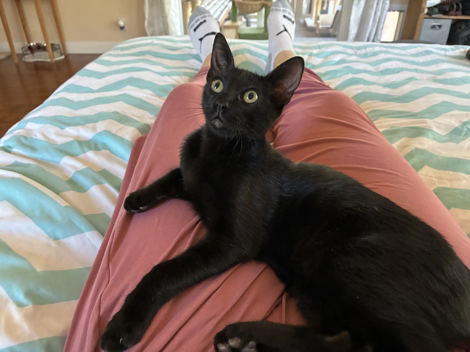 Pepper