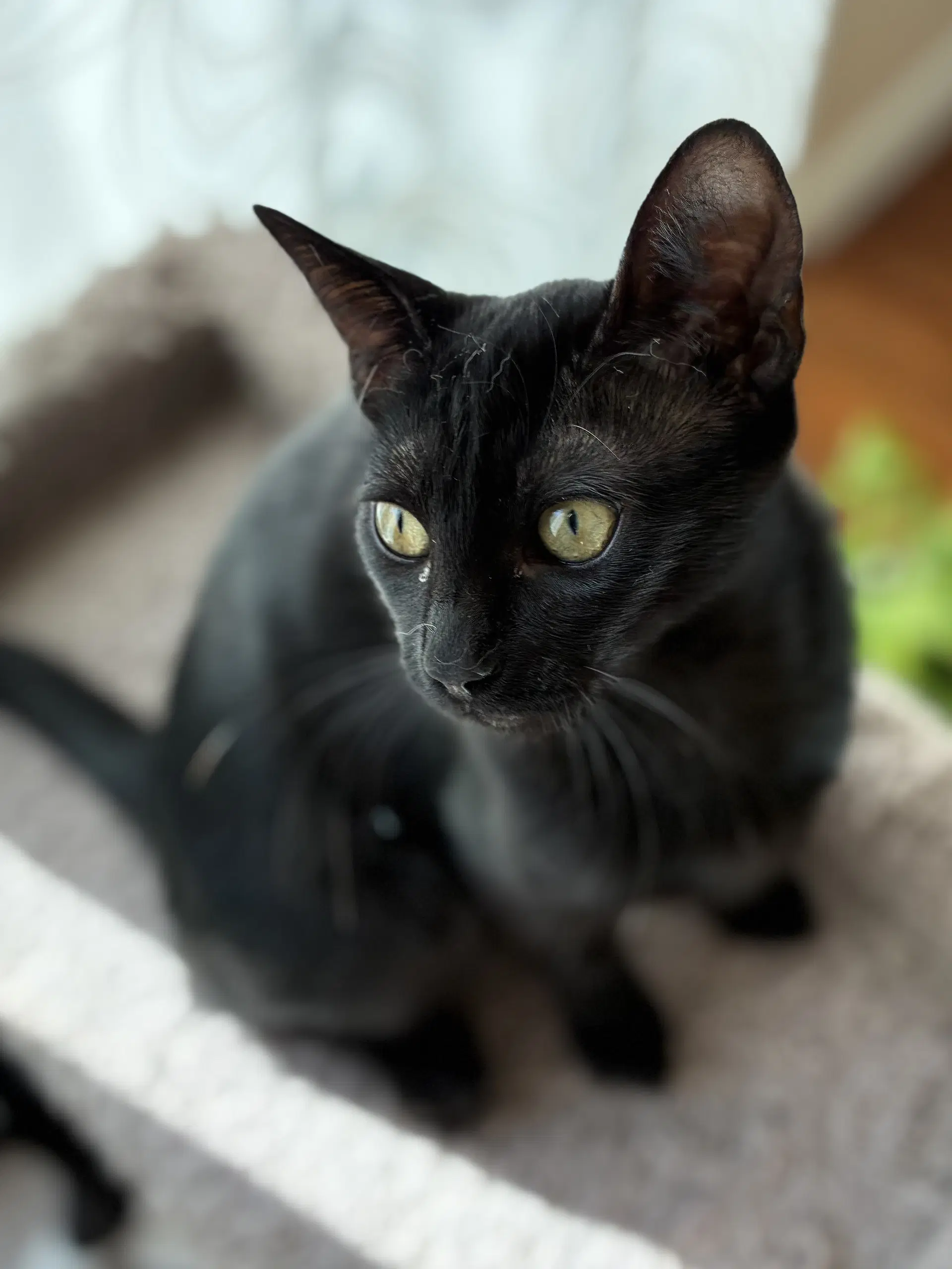 Pepper image 2