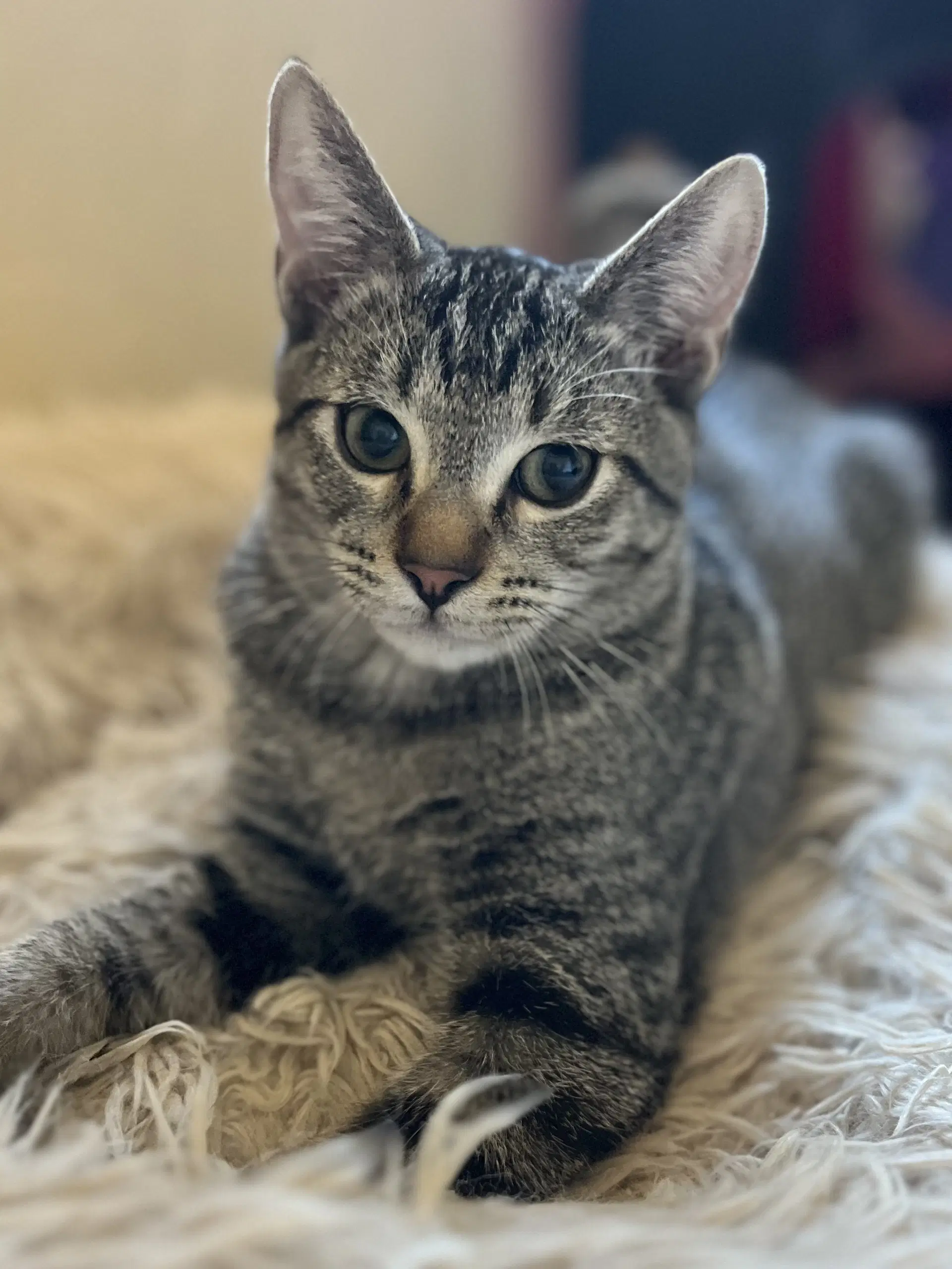 Toby - Tabby