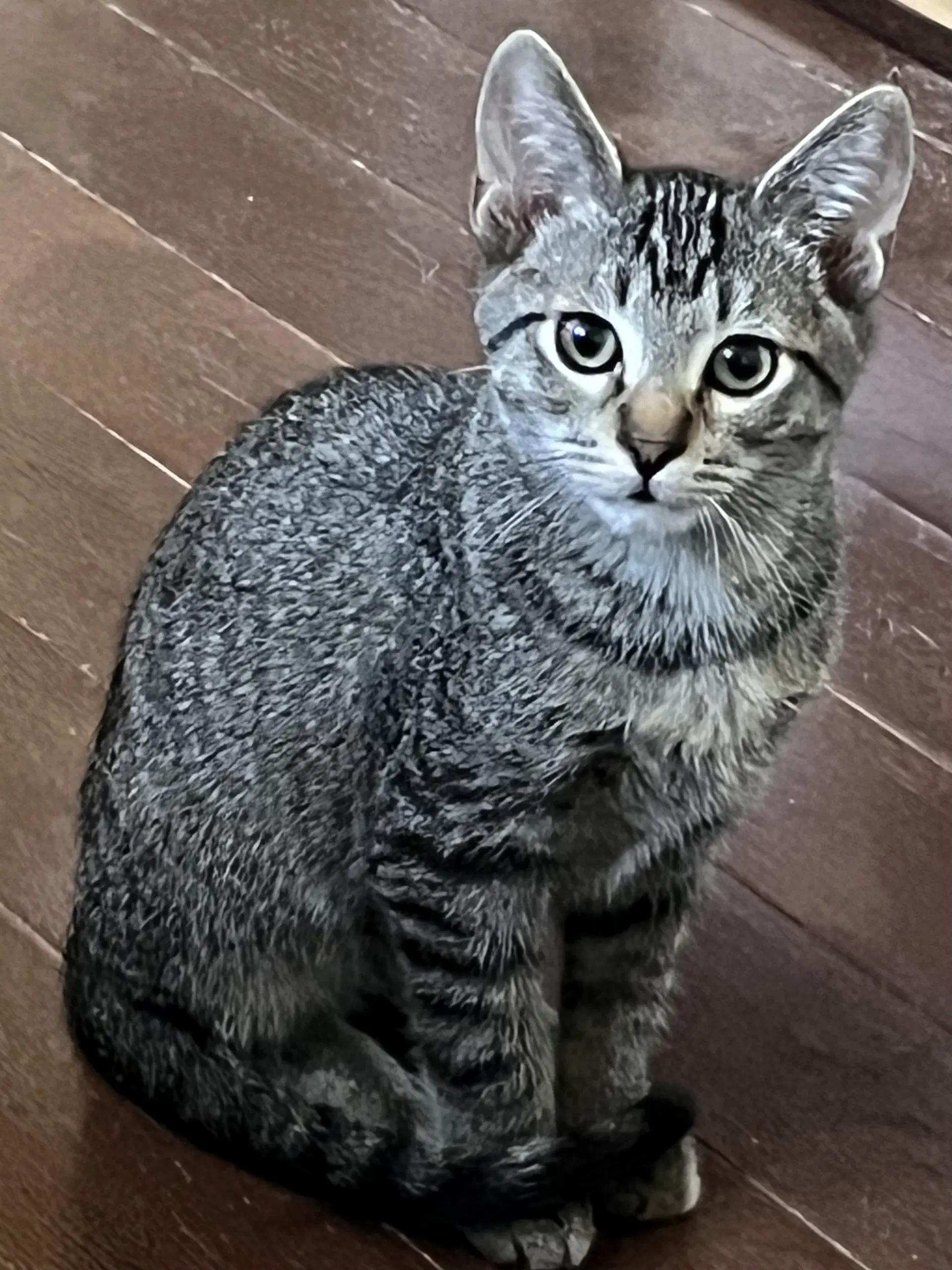 Toby image 3