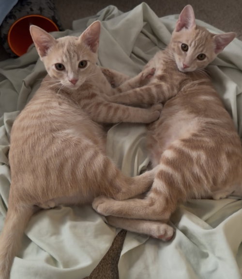 Fess Fess & Noonies, a cat for adoption from Community Concern for Cats