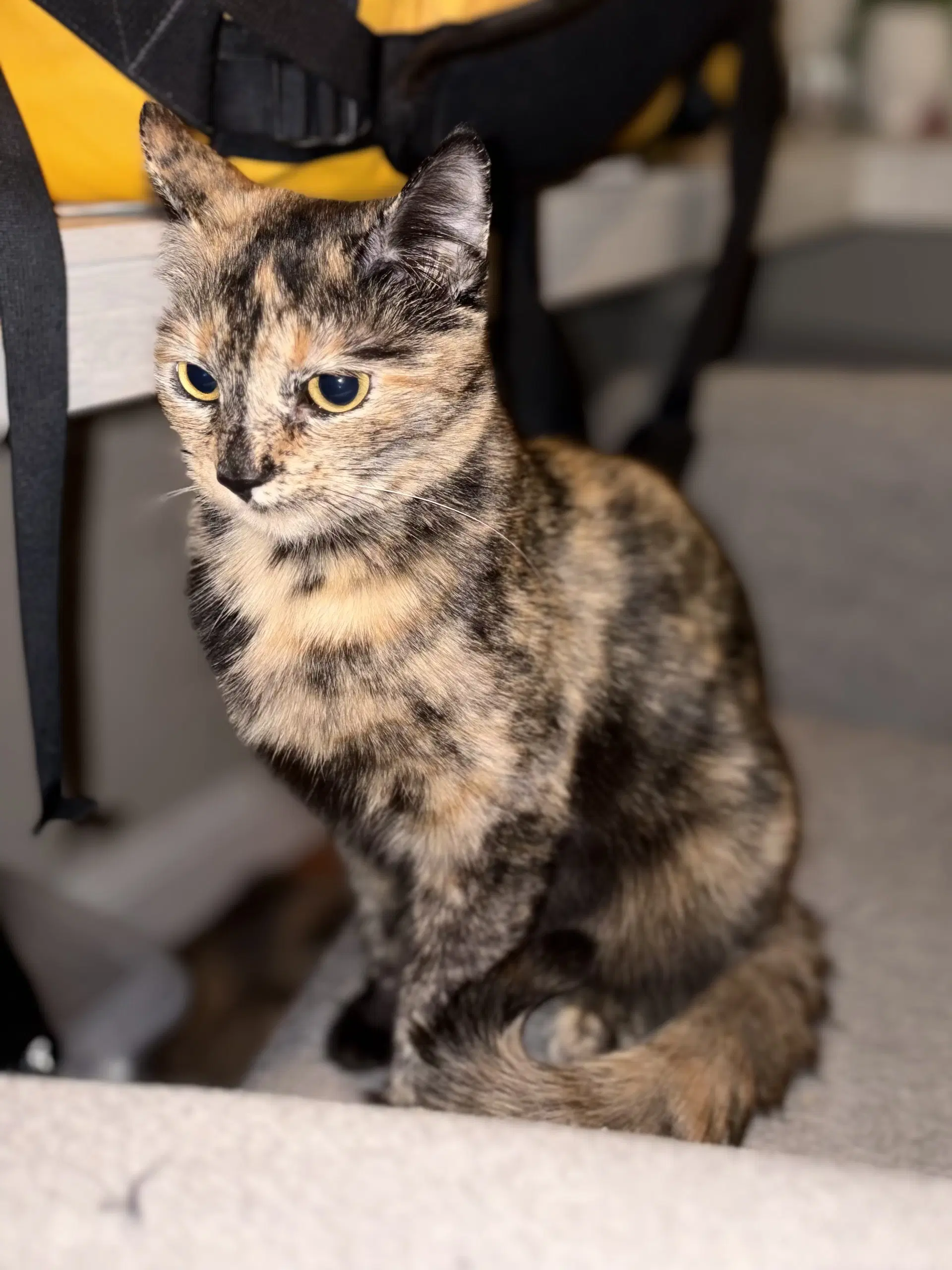 Weenie - Domestic Medium Hair