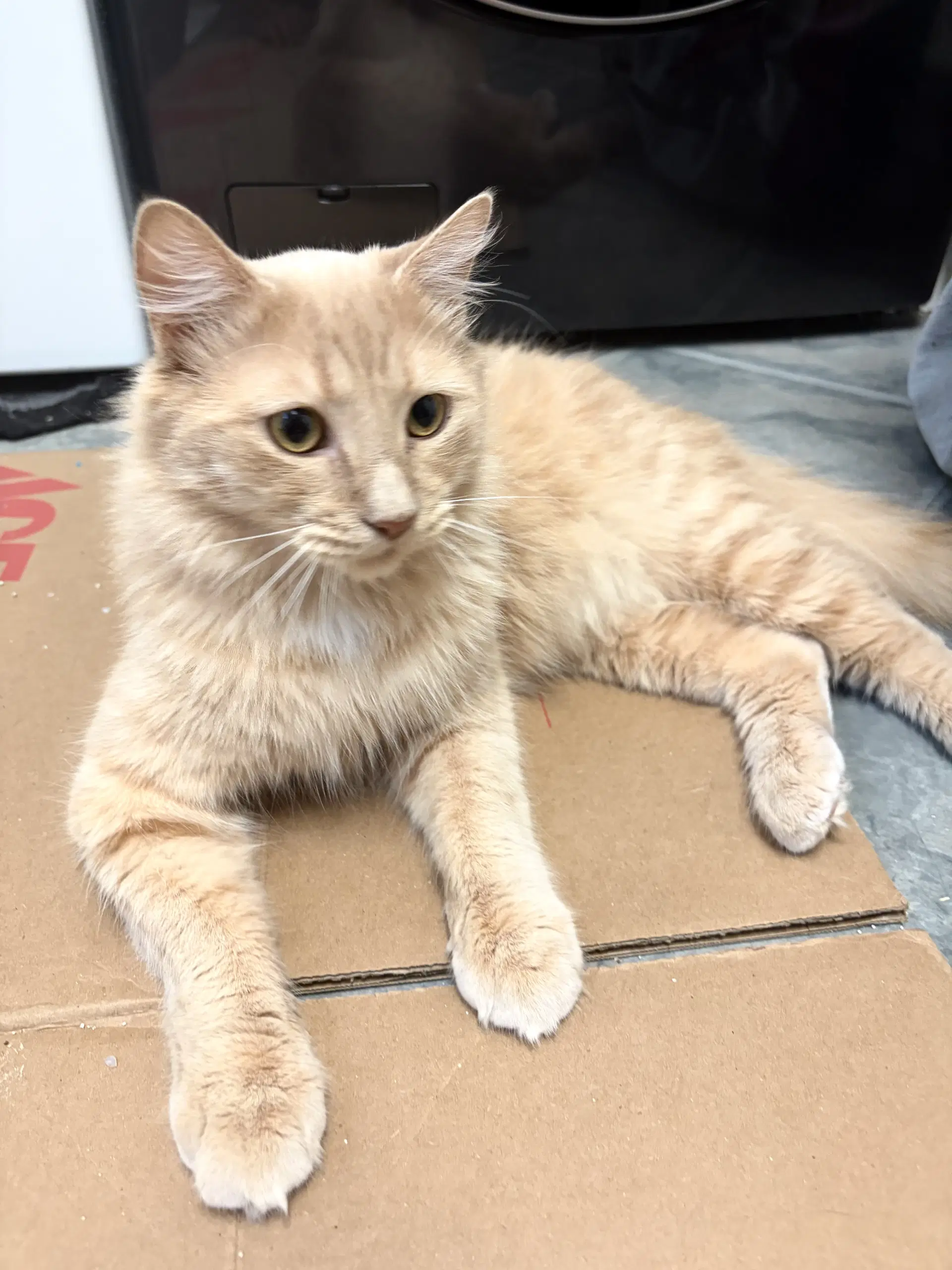 Legendary - Domestic Medium Hair