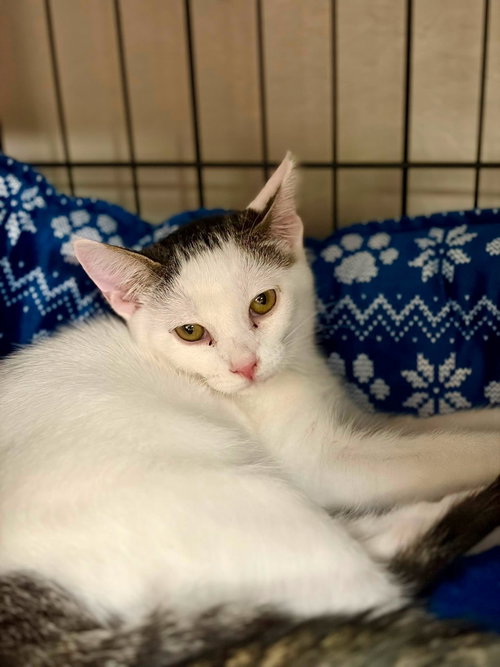 Ivy, a cat for adoption from Community Concern for Cats